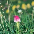 Razstava fotografij Cirila Velkovrha
