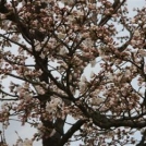 Večer i3: Vpliv japonske religije in kulture na japonsko poslovno okolje