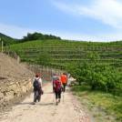 6. pohod med vinogradi in slapovi