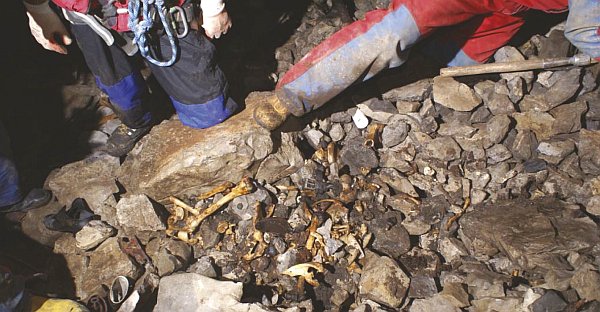 Brezno Jelenca. Ostanki skeleta, ki ga je pokrivala kakšnih dvajset centimetrov debela plast grušča.
