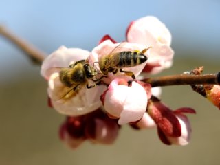 Čebelice potrebujejo nas in mi njih