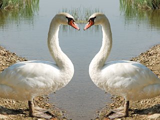 Gregorjevo ali dan, ko se ptički ženijo