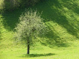 Obhajamo svetovni dan molitve za stvarstvo