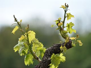 Rahelin vinograd