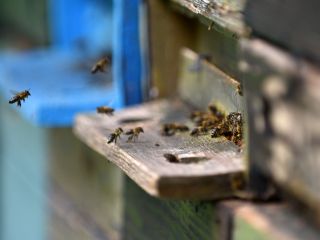 Čebela, za človeka najbolj pridna in koristna žival