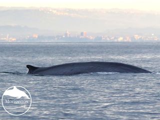 Brazdasta kita včeraj v Tržaškem zalivu