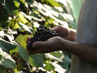 Martinovo: ko se mošt spremeni v vino