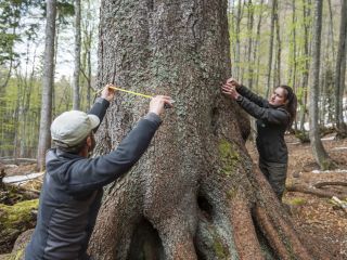 Bohinjska kraljica, prva med smrekami [VIDEO]