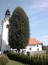 Podružnična cerkev Matere Božje na Dobravi Podružnična cerkev Matere Božje na Dobravi