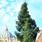Božično drevo je iz Kalabrije