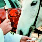 Blagoslov za varstvo konj in drugih domačih živali