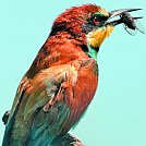 Mavrica na ptičjem perju