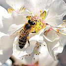 Letošnja zima in čebele