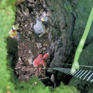 Odkrili novo grobišče v Kočevskem rogu