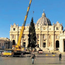 Kočevska smreka že v Vatikanu