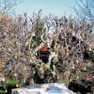 Drevo, okrašeno s 350 raznobarvnimi pirhi